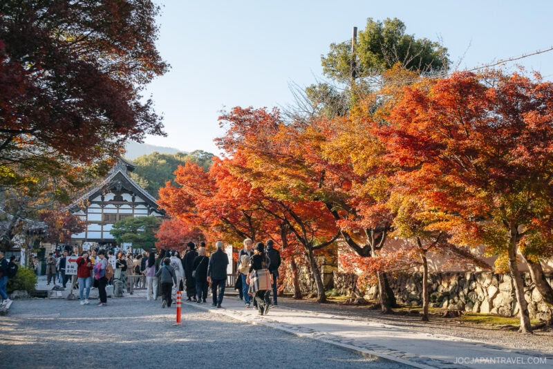 People walk along a stone path lined with vibrant red and orange autumn trees at the traditional Tenryu-ji Temple, with a wooden building visible in the background under clear blue skies.