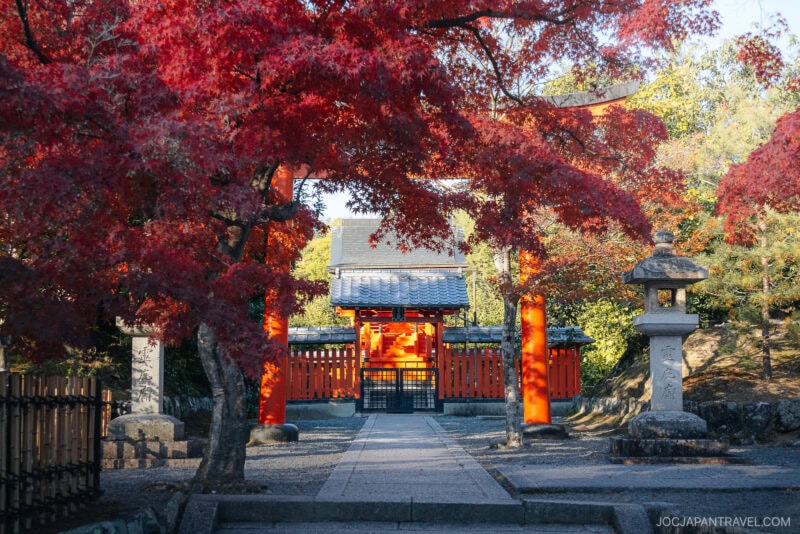 A traditional Japanese shrine with red gates and autumn maple trees with vibrant red leaves, framed by a stone lantern and a pathway leading to the entrance at Tenryu-ji Temple.