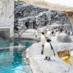 Asahikawa in Hokkaido – Family Fun, Food, and Local Culture Several king penguins walk and stand on rocky terrain beside a clear blue pool at the Asahiyama Zoo outdoor exhibit. Visitors watch the penguins from behind glass and open railings on a sunny day.