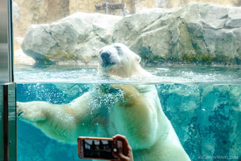 A polar bear swims in a clear aquarium tank at Asahiyama Zoo, partially submerged with its head tilted back. In the foreground, a person holds up a phone to take a photo through the glass, with a rocky background behind the tank.