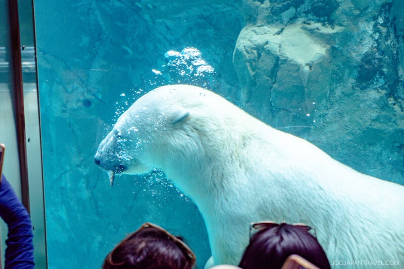 A polar bear swims underwater in the Asahiyama Zoo aquarium, releasing bubbles from its nose while visitors watch from behind the glass. Rocks and blue water fill the background.
