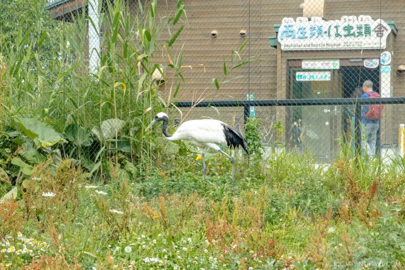 A white and black crane stands among tall grass and wildflowers near a fence at Asahiyama Zoo, with a building and a person visible in the background.