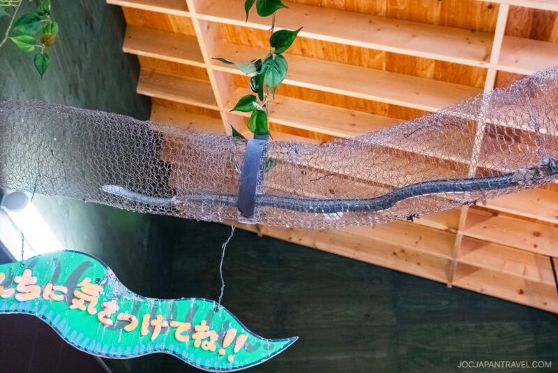 A snake inside a mesh tunnel suspended near a wooden ceiling at Asahiyama Zoo, with green leaves and a sign featuring Japanese text below.