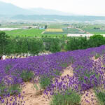 Farm Tomita (ファーム富田) – Hokkaido’s Most Famous Lavender Farm A vibrant lavender field at Farm Tomita slopes downward with clusters of purple flowers, surrounded by green trees. In the distance, farmland stretches toward hazy mountains under a cloudy sky as several people walk along a path.