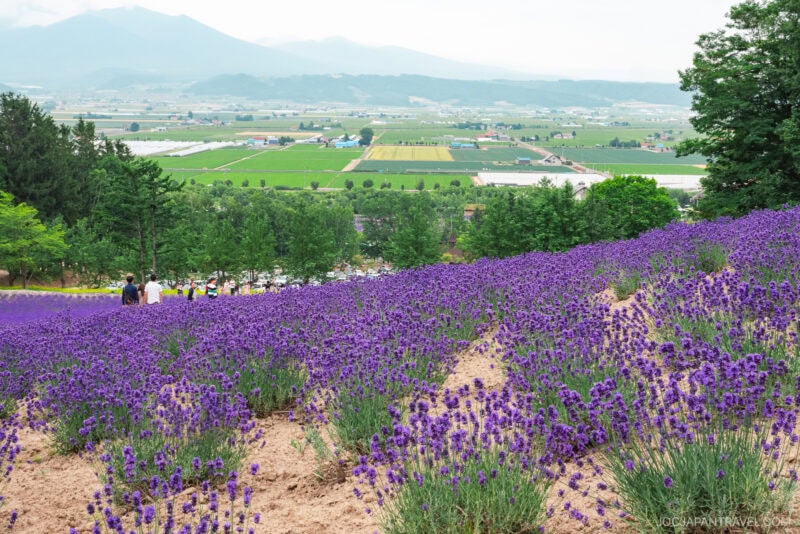 A vibrant lavender field at Farm Tomita slopes downward with clusters of purple flowers, surrounded by green trees. In the distance, farmland stretches toward hazy mountains under a cloudy sky as several people walk along a path.