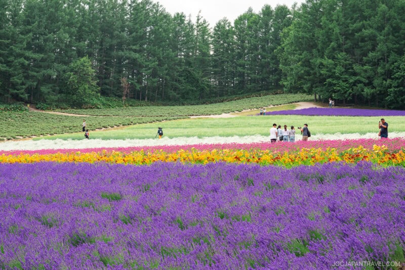A vibrant flower field at Farm Tomita, with rows of purple, yellow, and white blooms, stretches out before a group of people walking along paths, surrounded by dense green trees in the background.