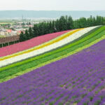 Furano Travel Guide – Flower Fields and Countryside Charm Colorful rows of blooming flowers, including purple, white, yellow, and pink, blanket the hillside at Farm Tomita, with a small town, trees, and distant mountains in the background under a cloudy sky.