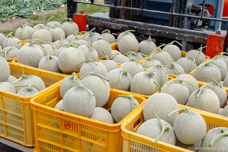 Yellow plastic crates filled with freshly harvested Furano Melon cantaloupes with stems attached, stacked outdoors near a forklift on a farm.