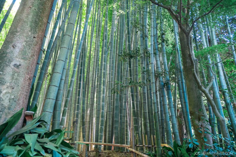Tall, dense bamboo stalks grow closely together in a lush, green forest at Hokokuji Temple, with sunlight filtering through the leaves above. A wooden fence lines the path at the forest floor.