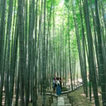 Hokokuji Temple (報国寺) – Kamakura’s Bamboo Sanctuary A group of people stands on a stone path surrounded by tall, dense bamboo trees in the lush Hokokuji Temple bamboo forest under bright daylight.