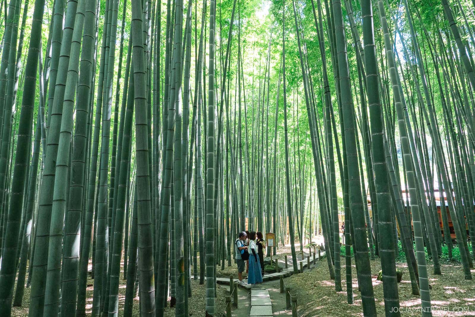 hokokuji-temple-a-peaceful-bamboo-escape-in-kamakura-joc-japan-travel