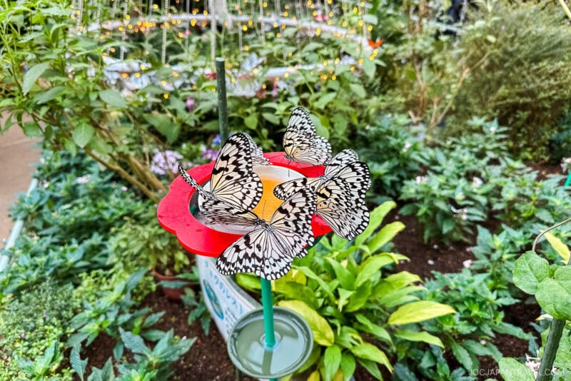 Four black-and-white butterflies cluster on a red feeder in a lush green garden at the Ishikawa Insect Museum, surrounded by various plants and softly glowing string lights in the background.