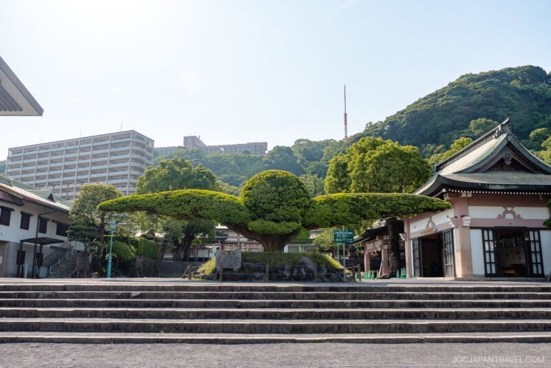 A large, carefully pruned tree stands in the center of stone steps at Kagoshima Terukuni Shrine, surrounded by traditional Japanese buildings, with green hills and a modern apartment building in the background under a clear sky.