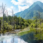 Kamikochi – Hike to Myojin Bridge and Hotaka Shrine (穗髙神社 奥宮) A clear stream surrounded by lush greenery and tall, leafless trees, with a forested mountain rising in the background beneath a blue sky with scattered clouds near the sacred grounds of Hotaka Shrine.