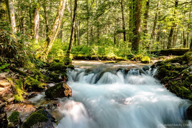 A clear, fast-flowing stream runs through a lush green forest near Hotaka Shrine, with sunlight filtering through dense trees and moss-covered rocks lining the water.
