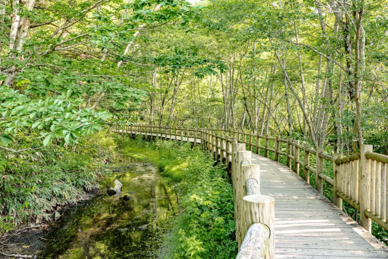 A wooden boardwalk curves through a lush green forest near Taisho Pond, lined with a wooden railing and surrounded by dense trees and foliage, with a small stream running alongside.