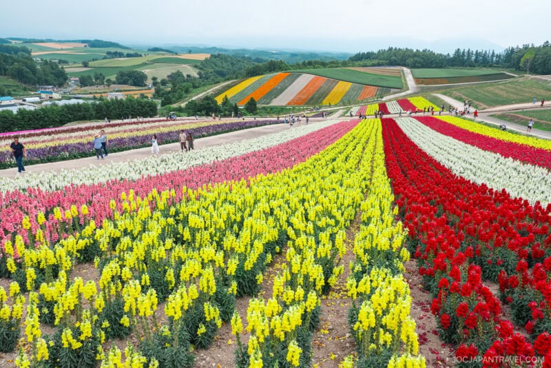 A hillside flower field at Shikisai no Oka bursts with vibrant rows of red, yellow, pink, and orange blossoms. People stroll along wide paths as scenic green hills and farmland stretch into the background under a cloudy sky.