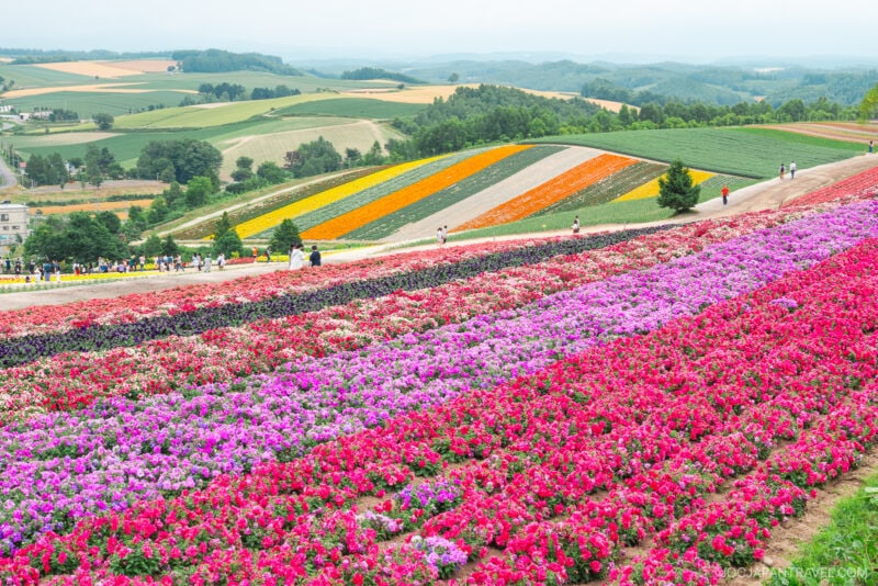 Colorful flower fields at Shikisai no Oka form rows of pink, purple, orange, yellow, and white stretching across rolling hills; people walk among blooms with lush green trees and patchwork farmland in the background under a cloudy sky.