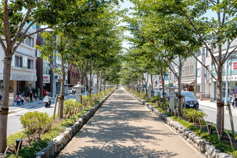 A wide pedestrian pathway lined with neatly trimmed trees runs down the center of a sunny city street, reminiscent of the grand approach to Tsurugaoka Hachimangu, flanked by buildings, shops, and parked cars on either side.