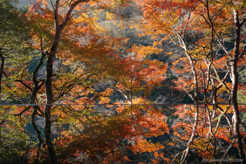 Autumn trees with vibrant orange and red leaves in Arashiyama are reflected in a calm, mirror-like surface, creating a symmetrical and serene landscape scene.