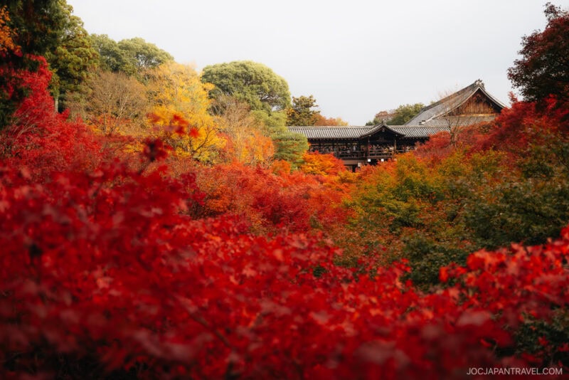 A traditional Japanese temple sits among vibrant red and orange Kyoto autumn foliage, surrounded by green trees under a cloudy sky.