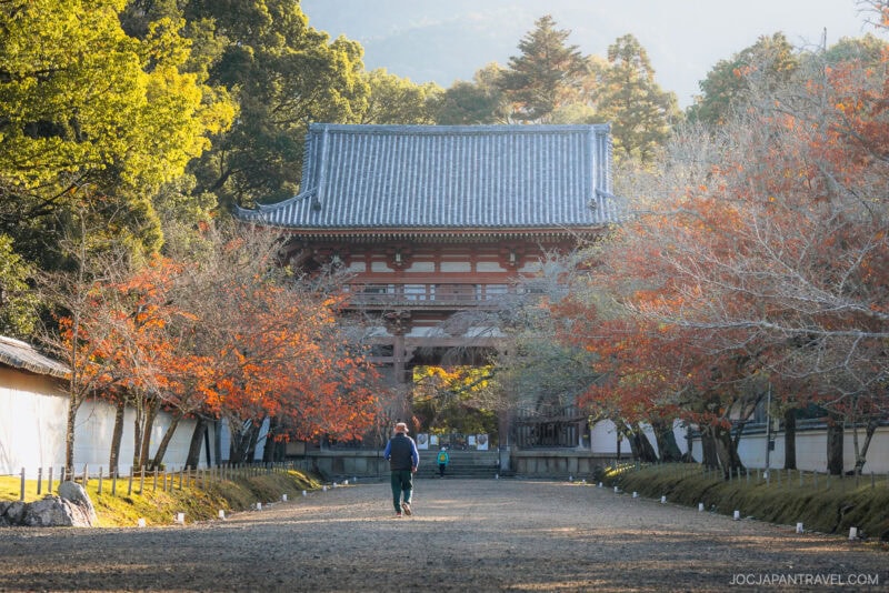 A person walks along a tree-lined path with Kyoto autumn foliage toward a traditional Japanese temple gate under soft sunlight.