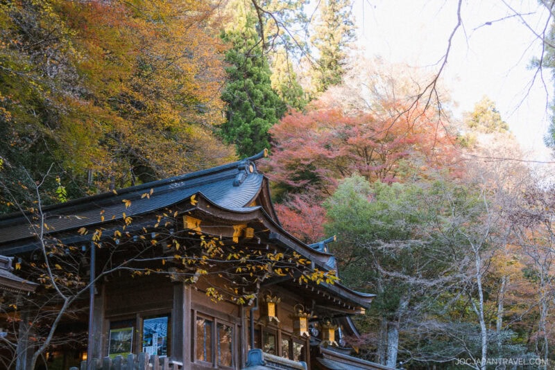 A traditional Japanese wooden building is surrounded by vibrant Kyoto autumn foliage, with red, orange, and yellow leaves under a clear sky.
