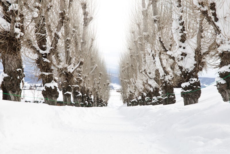 A snow-covered path lined with bare, pruned trees on both sides, their branches dusted with snow, stretches into the distance under a cloudy winter sky—just like scenes highlighted in a Furano Biei winter guide.