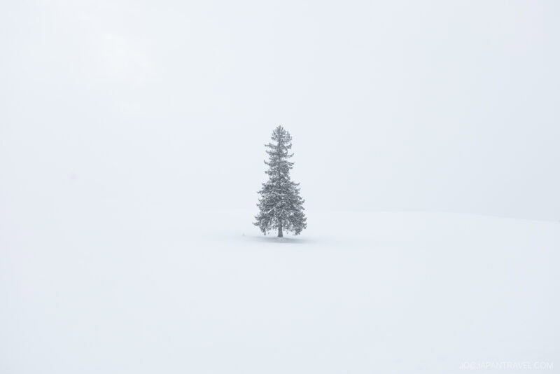 A single tall pine tree stands alone in the middle of a snow-covered, white landscape under a foggy, overcast sky, capturing the serene beauty featured in any Furano Biei winter guide.