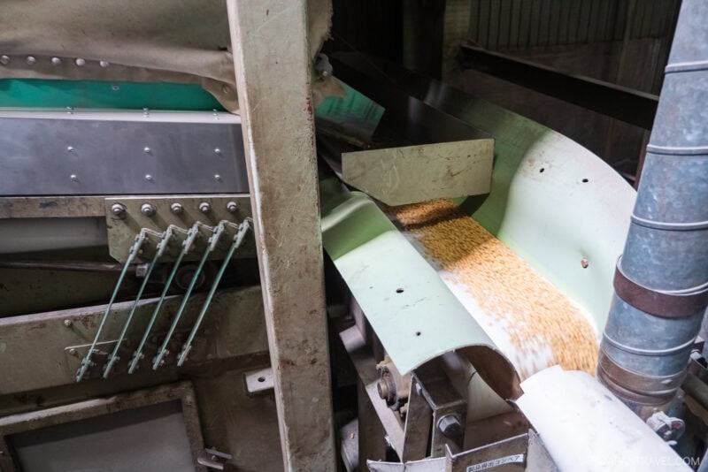 A conveyor belt in a hikari miso factory tour carries a stream of yellow grains through a metal processing machine, with pipes and machinery parts visible around the conveyor system.