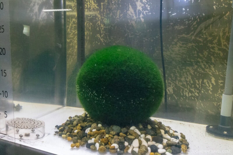 A large, green marimo moss ball from Lake Akan sits on a bed of small pebbles inside an aquarium with a measurement scale on the left and filtered water in the background.