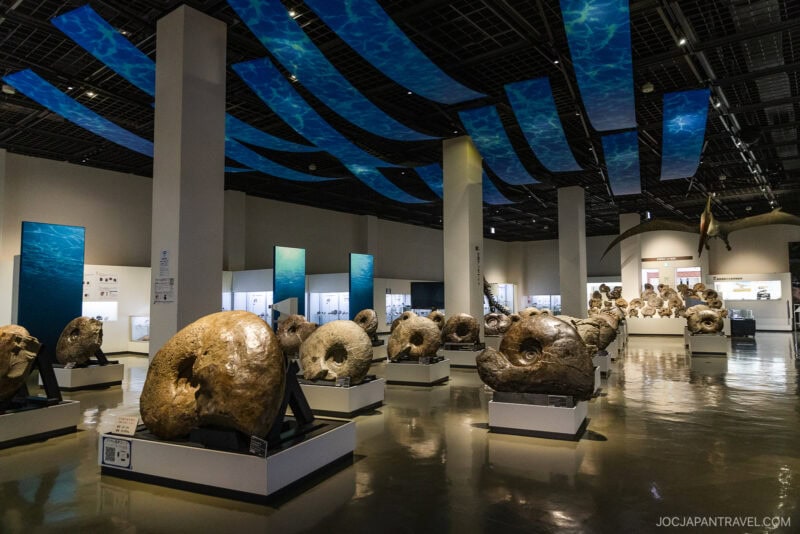A museum exhibit in Mikasa City displays large ammonite fossils on individual stands, arranged in rows. Blue ceiling panels mimic underwater light, enhancing the marine theme. Informational displays are visible in the background.