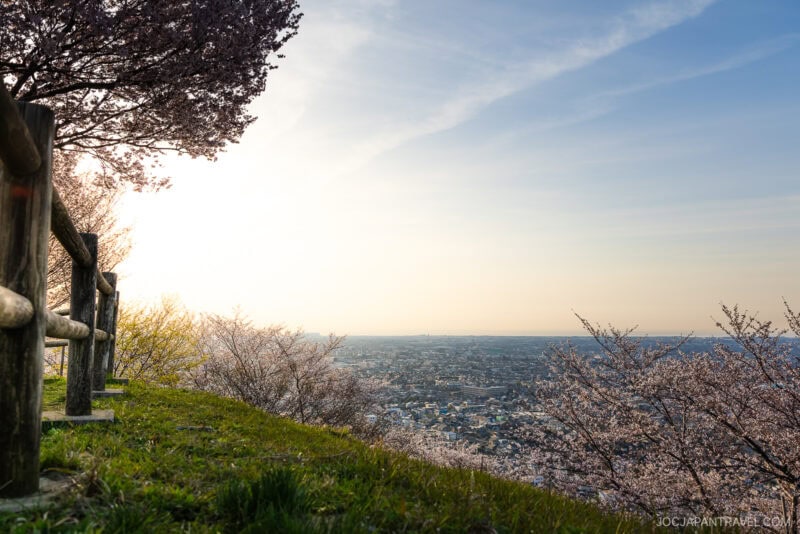A scenic view from a grassy hill with kanazawa cherry blossom trees in bloom, a wooden fence on the left, and a cityscape spread out under a clear sky at sunset.