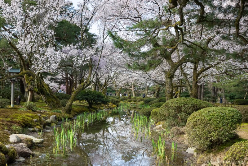 A serene Japanese garden with Kanazawa cherry blossom trees in full bloom, green shrubs, moss-covered rocks, and a narrow stream reflecting the scenery under a partly cloudy sky.