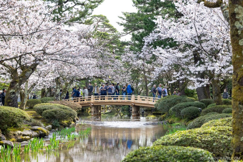 A bridge over a stream with trees and bushes, framed by kanazawa cherry blossom in full bloom.