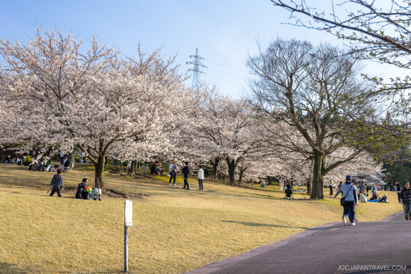 People enjoy a spring day under Kanazawa cherry blossom trees in full bloom at a park, with groups sitting on the grass, others walking, and clear blue sky above.