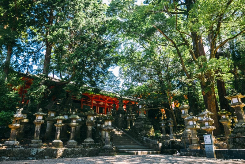 A traditional Japanese shrine, reminiscent of Kasuga Taisha, with red accents is surrounded by tall trees and rows of stone lanterns, as sunlight filters through the leaves. Stone steps lead up to the shrine’s entrance.