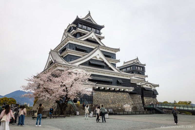 Tourists take photos near a blooming cherry blossom tree in front of Kumamoto Castle, Japan&rsquo;s historic multi-tiered black and white fortress with stone walls, creating a picturesque scene under a cloudy sky.