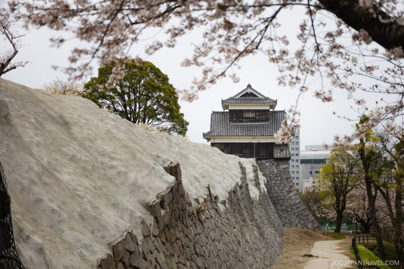 A traditional Japanese castle keep, reminiscent of Kumamoto Castle, stands behind a stone wall, surrounded by blooming cherry blossom trees on an overcast day.