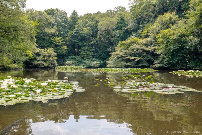 A tranquil pond near Meiji Jingu Shrine is surrounded by lush green trees, with clusters of water lilies and lily pads floating on the calm water under a partly cloudy sky.