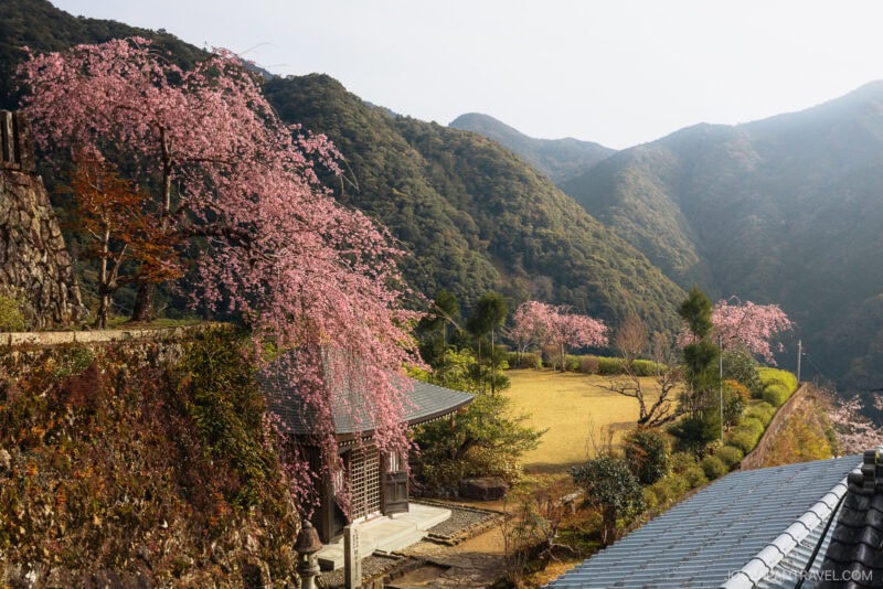 A traditional Japanese building sits beside blooming cherry blossom trees on a hillside near Nachi Falls, with green mountains and a clear sky in the background.