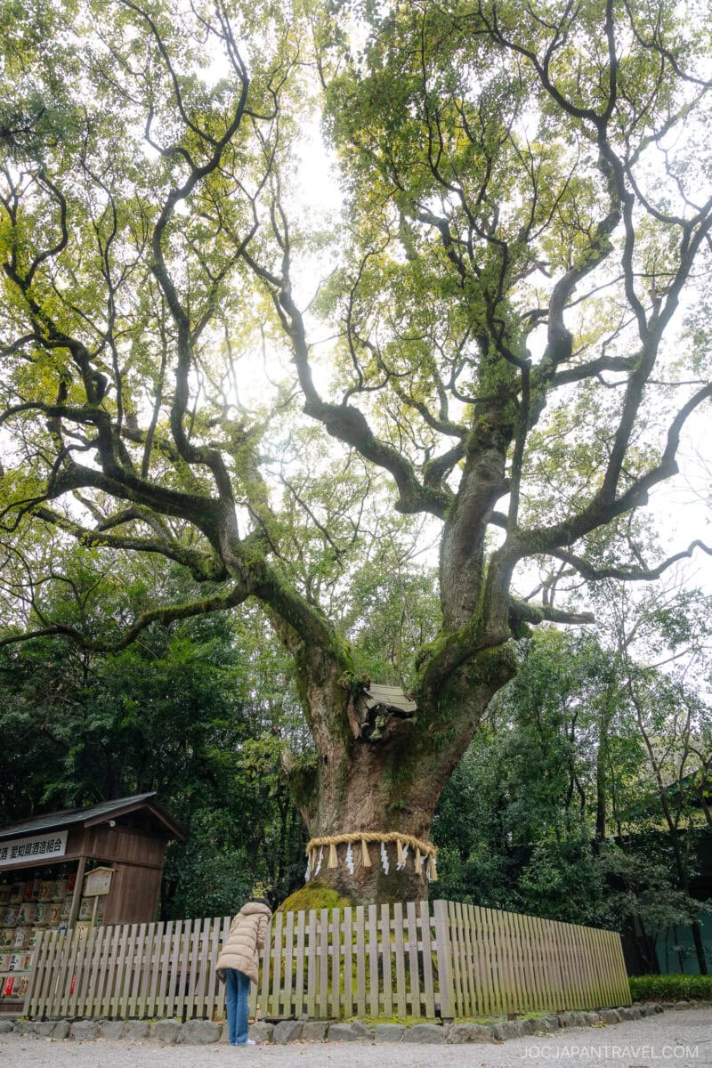 A person stands near a large, ancient tree with sprawling branches at Atsuta Shrine, wrapped in a sacred rope and enclosed by a wooden fence, in a peaceful, wooded area.