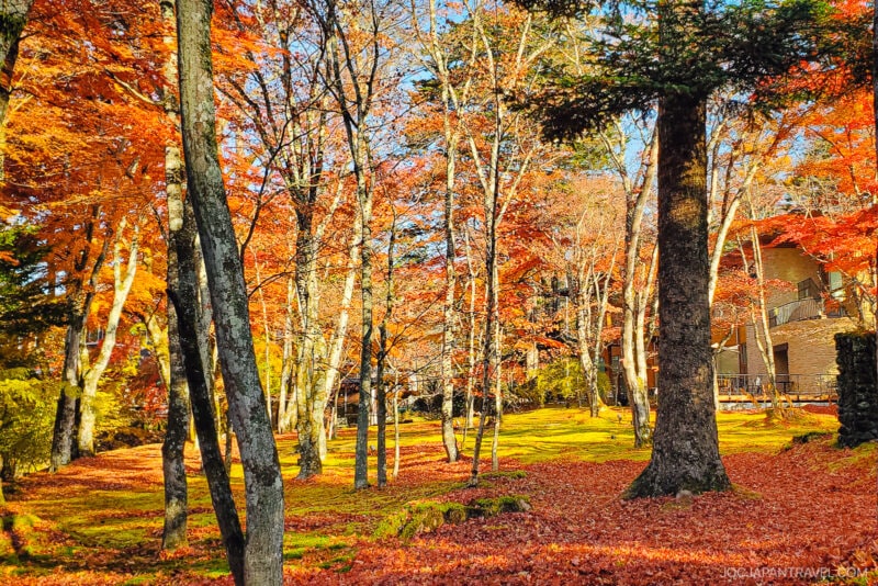 A vibrant autumn forest scene along the Nakasendo Trail, with tall trees, yellow and orange leaves, and sunlight filtering through the branches. The ground is covered in fallen leaves, with buildings partially visible in the background.