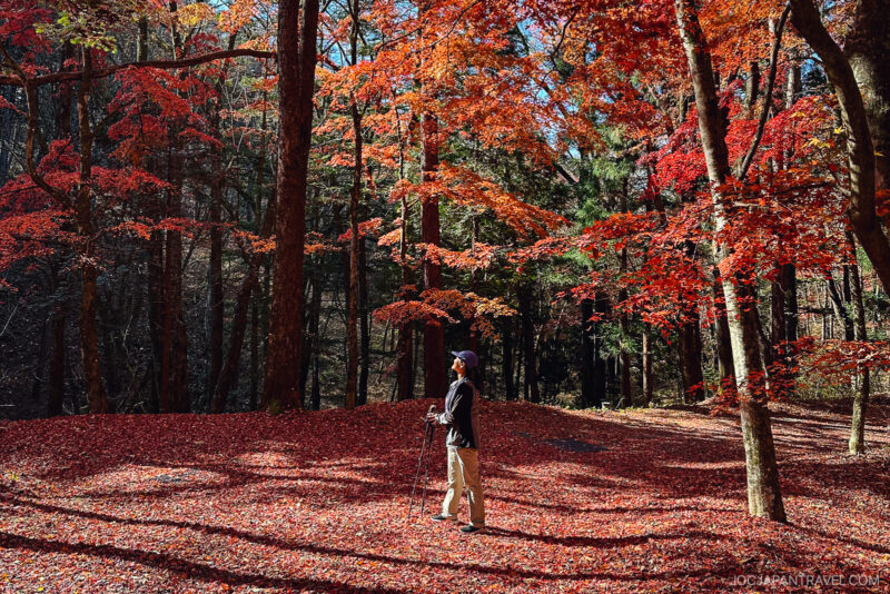 A person stands with trekking poles on the Nakasendo Trail, surrounded by tall trees with vibrant red and orange foliage. Sunlight filters through the branches onto a forest floor covered in autumn leaves, creating dappled shadows.