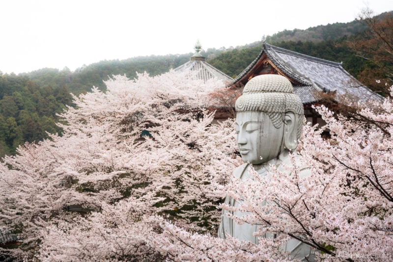 A large stone Buddha statue sits among blooming nara cherry blossom trees, with a traditional Japanese building and forested hills in the background.