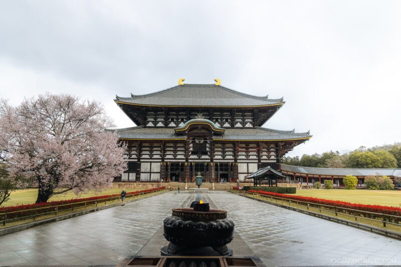 A wide view of Todai-ji Temple in Nara, Japan, with a large wooden hall, nara cherry blossom tree in bloom on the left, stone walkway, and a burning incense altar in the foreground under a cloudy sky.