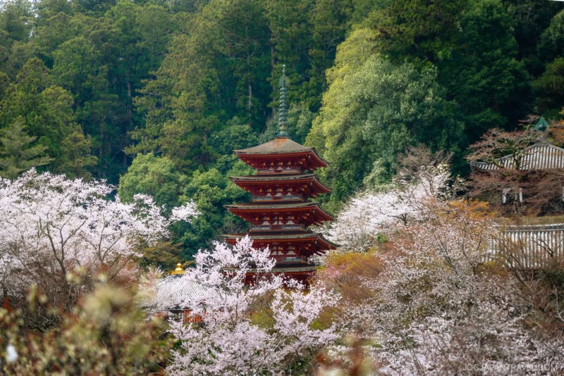 A traditional five-story Japanese pagoda stands among nara cherry blossom trees in full bloom, with a lush green forest providing a stunning backdrop.