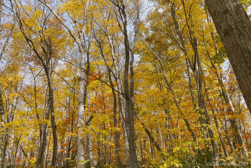 Trees with golden yellow and orange leaves in a dense Niseko autumn forest, sunlight filtering through the branches, and a clear blue sky visible above.