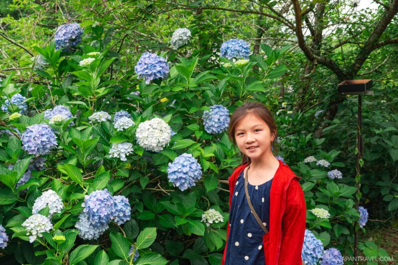 A young girl in a red jacket stands smiling in front of a lush hydrangea bush at Takeo Onsen, surrounded by clusters of blue and white flowers, greenery, and trees in this serene outdoor setting.