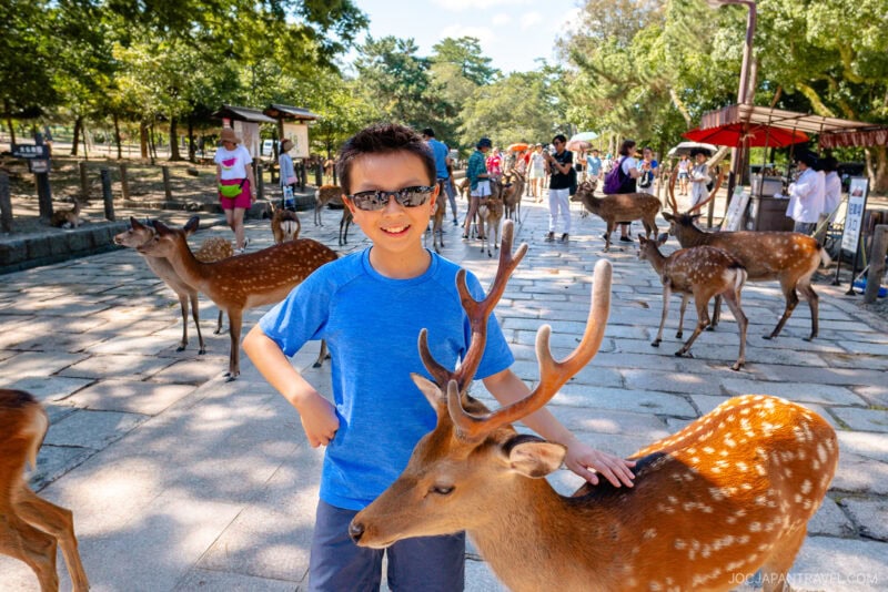 A smiling boy in sunglasses pets a spotted deer at Todaiji park, surrounded by several other deer and visitors on a sunny day. Trees and people can be seen in the background.